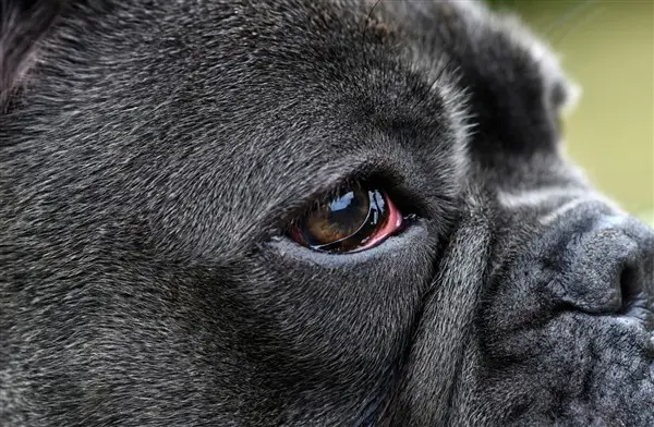 occhi rossi nel cane