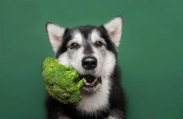 cane con un broccolo in bocca