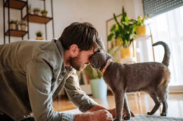 gatto che dà una testata al proprietario