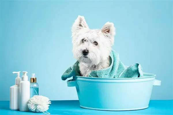 shampoo umano per cani